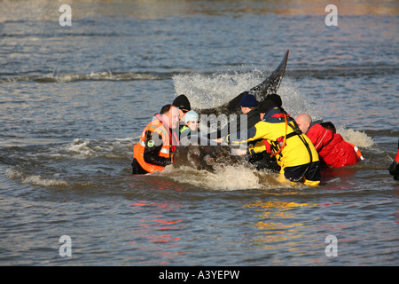 Una balena è liberato dal British Divers vita marina Rescue dopo che si era arenato nel fiume Tamigi Foto Stock