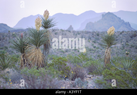 Pugnale gigante Yucca (Yucca carnerosana, Yucca faxoniana subsp. carnerosana.), impianti in luogo selvaggio con montagne di Chisos, Gard Foto Stock