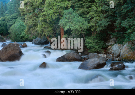 Sequoia gigante, giant redwood (Sequoiadendron giganteum), al fiume di montagna, Stati Uniti, California, Kings Canyon NP, Sierra Nevada, Ki Foto Stock