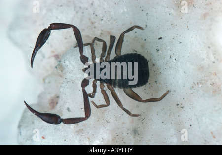 Casa pseudoscorpion (Chelifer cancroides) Foto Stock