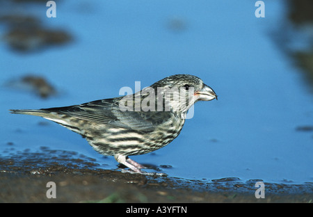 Rosso (crossbill Loxia curvirostra), capretti, Spagna, Pyrenaeen Foto Stock