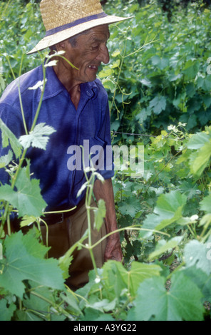Vigneto l uomo dal Maipu in western Argentina Foto Stock
