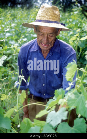 Vigneto l uomo dal Maipu in western Argentina Foto Stock