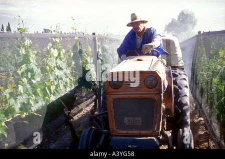 Vigneto l uomo dal Maipu in western Argentina Foto Stock