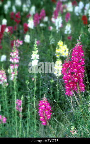 Invasione di fiori da giardino delle Ande presso la Western Argentina Foto Stock