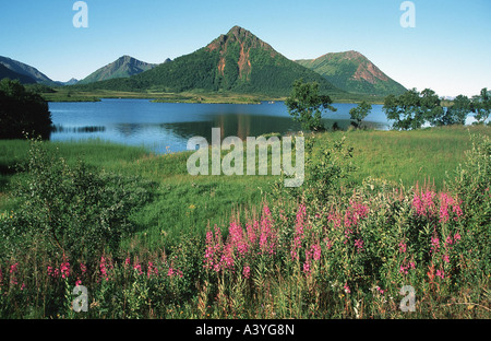 Purple loosestrife, loosestrife spiked (Lythrum salicaria), tipico paesaggio Vesteralen, Norvegia, Vesteralen Foto Stock