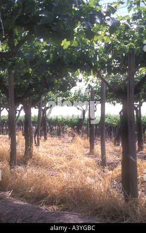 Maipú vigneti a western Argentina Foto Stock