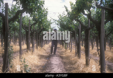 Maipú vigneti a western Argentina Foto Stock