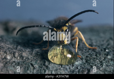 Il tedesco wasp (Vespula germanica, Syn. Paravespula germanica), maschio, bere. Foto Stock