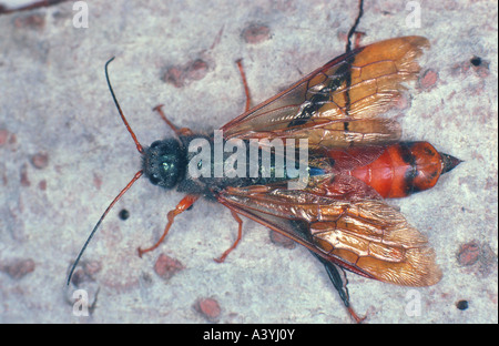 Lucidati horntail (Sirex juvencus), maschio Foto Stock