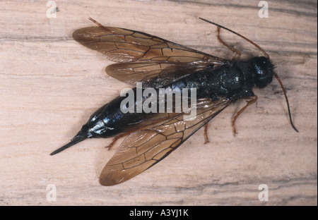 Lucidati horntail (Sirex juvencus), femmina Foto Stock