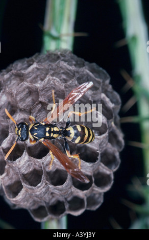 Carta wasp (Polistes omissus), il nido Foto Stock
