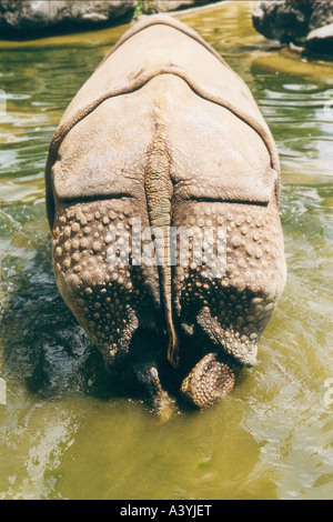 Maggiore il rinoceronte indiano (Rhinoceros unicornis), lato posteriore Foto Stock