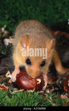 Moscardino, hazel ghiro (Muscardinus avellanarius), mangiando sweet chestnut Foto Stock