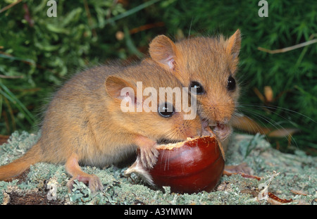 Moscardino, hazel ghiro (Muscardinus avellanarius), mangiando sweet chestnut Foto Stock