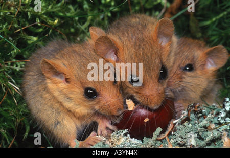 Moscardino, hazel ghiro (Muscardinus avellanarius), trio, mangiando sweet chestnut Foto Stock