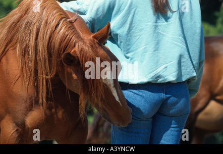 Quarterhorse (Equus przewalskii f. caballus), il taglio in corrispondenza di una donna Foto Stock