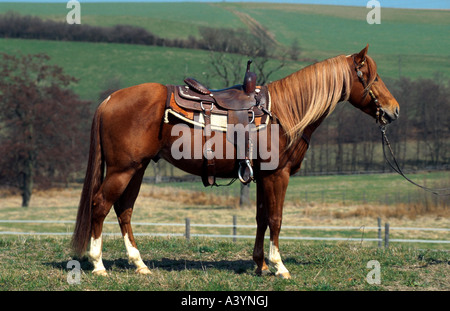 Quarterhorse (Equus przewalskii f. caballus), stallone con la sella Foto Stock