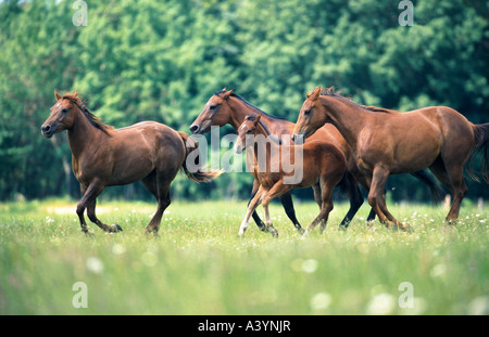 Quarterhorse (Equus przewalskii f. caballus), giumente con puledro Foto Stock