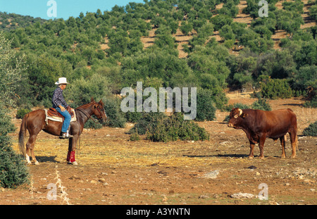 Quarterhorse (Equus przewalskii f. caballus), pilota e bull Foto Stock