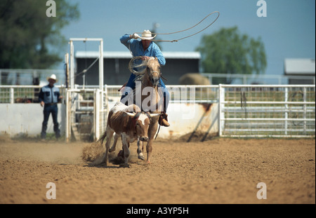 Quarterhorse (Equus przewalskii f. caballus), cowboy roping Foto Stock