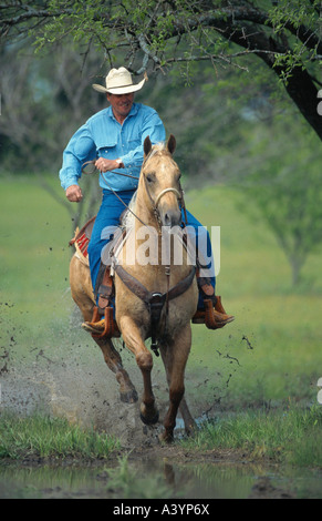 Quarterhorse (Equus przewalskii f. caballus), cowboy a cavallo su un prato fangoso Foto Stock