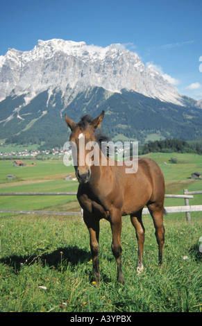 Quarterhorse (Equus przewalskii f. caballus), puledro, con Zugspitz-gamma in background Foto Stock