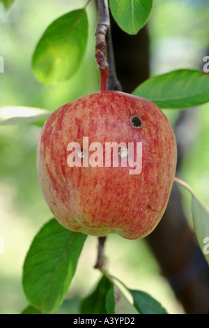 Un Apple che mostra i punti di entrata e di uscita per la falena Codlin nonché macchia nera malattia fungina Foto Stock