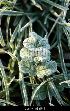 La brina copre un prato su un soleggiato freddo la mattina presto gli inverni di giorno. Foto Stock