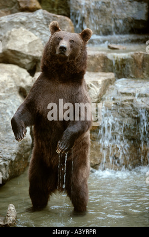 Unione l'orso bruno (Ursus arctos arctos), in piedi in acqua Foto Stock