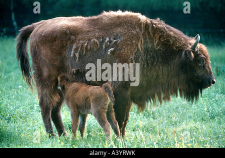 Il bisonte europeo, wisent (Bison bonasus), mucca vitello infermieristica Foto Stock