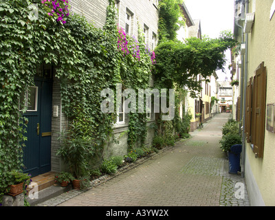 Falso Virginia-superriduttore (Parthenocissus inserta), facciate Foto Stock