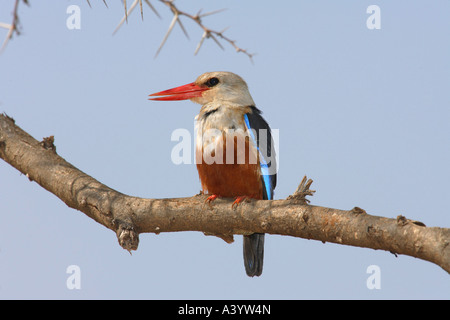 A testa grigia kingfisher (Halcyon leucocephala), seduto su un ramo, Kenya Foto Stock