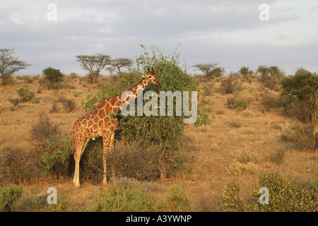 Giraffe reticolate (Giraffa camelopardalis recticulata), navigazione, Kenya, Samburu Np Foto Stock