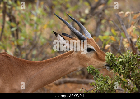 Impala (Aepyceros melampus), navigazione, ritratto, Kenya Foto Stock