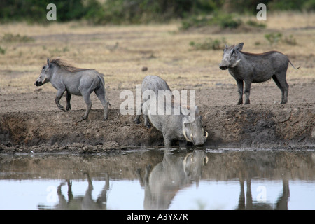 Cape warthog, Somali warthog, deserto warthog (Phacochoerus aethiopicus), a waterhole, Kenya Foto Stock