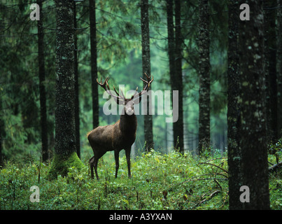 Red Deer cervo nella foresta Foto Stock