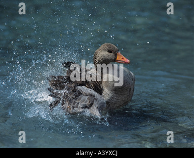 Mallard duck schizzi in acqua Foto Stock