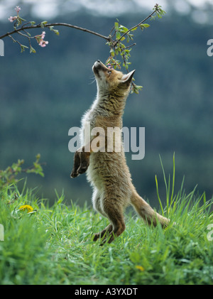 Fox cub sulle zampe posteriori annusando il ramo Foto Stock