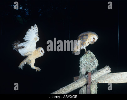 I barbagianni appollaiate su palo da recinzione Foto Stock