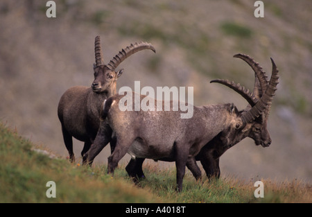 Alpine Ibex ibex Capa Svizzera maschi combattimenti Foto Stock