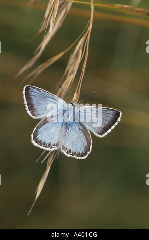 Chalkhill blu (Lysandra coridon) - REGNO UNITO Foto Stock