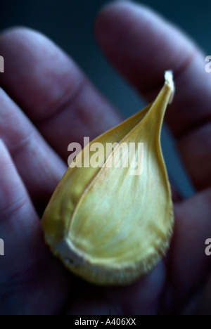 Mano azienda unico grande spicchio di aglio Foto Stock