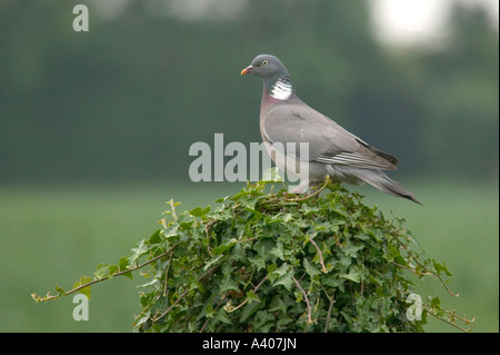 Woodpigeon arroccato su una coperta di edera post Foto Stock