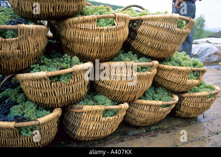 Appena raccolto lo Chardonnay di uva bianca Benaton tradizionale Burgundian cestini di vimini Borgogna Francia Europa Foto Stock