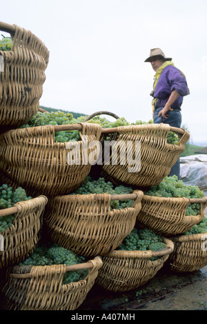 FRANCIA BORGOGNA PERNAND-VERGELES VENDEMMIA BENATON CESTI CON UVE CHARDONNAY APPENA RACCOLTE EUROPA Foto Stock