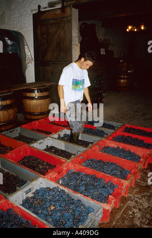 Lavoratore stomping appena raccolto Pinot Nero, Château de Pommard cantina, Pommard, Côte d'Or, Borgogna, in Francia, in Europa Foto Stock