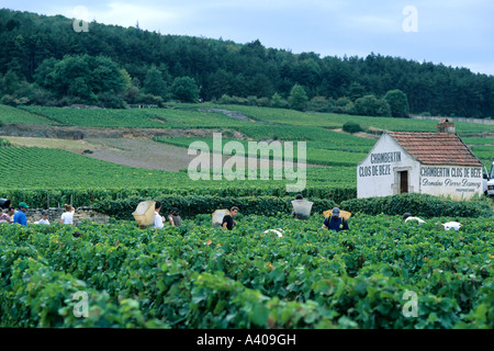 Francia BORGOGNA MOREY-st-denis VENDEMMIA Foto Stock