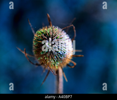 Close up di un Teasle West Down Chilbolton Inghilterra Hampshire REGNO UNITO Foto Stock