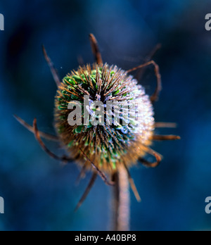 Close up di un Teasle West Down Chilbolton Inghilterra Hampshire REGNO UNITO Foto Stock